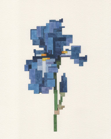 Blue Iris